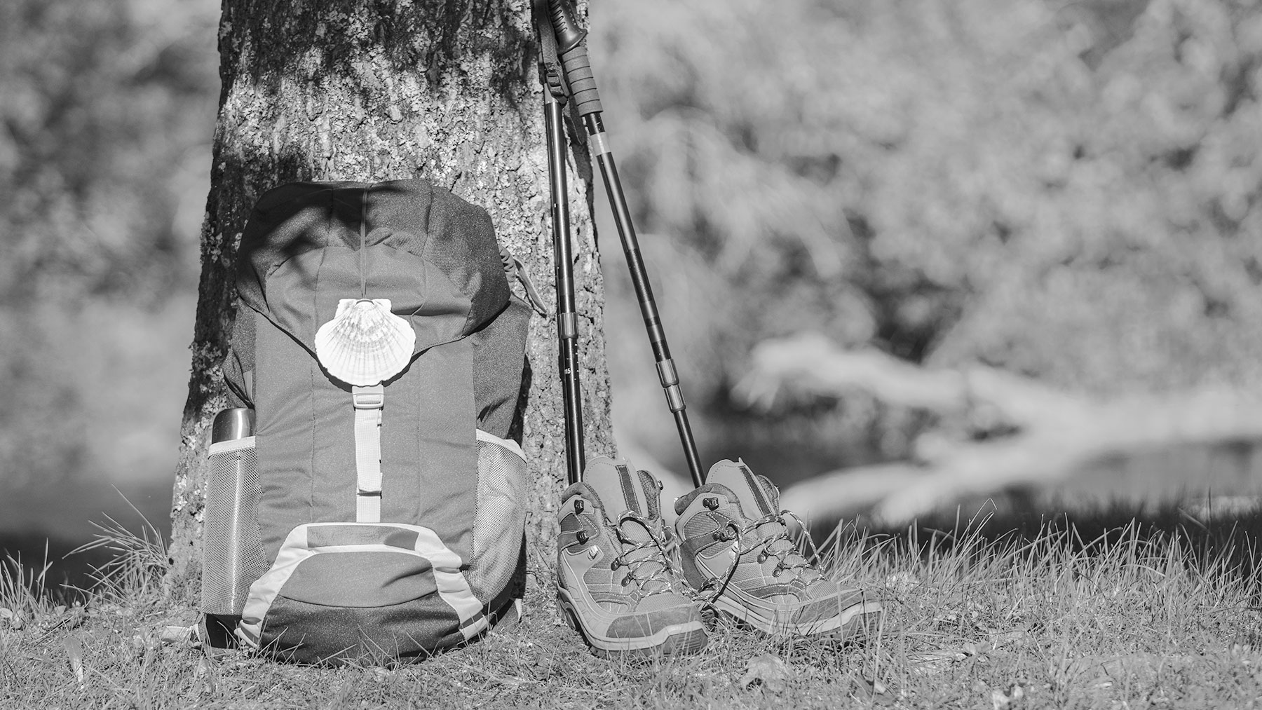 Lesiones del peregrino